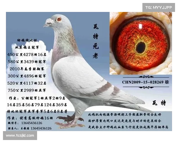 瓦特赛鸽的特点和图片